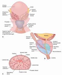 Image result for Prostate Anatomy