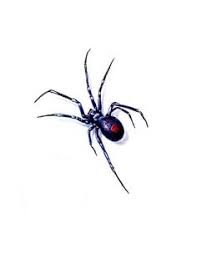 Bite and get scared, so i was watching it making sure it wasn't gonna bite her and then she moved and i got scarred and tried to smack the black widow off and because it all depends what all happened. 38 Black Widow Tattoo Ideas Black Widow Tattoo Spider Tattoo Black Widow