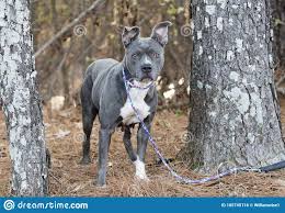 The american pit bull terrier (apbt) is a dog breed recognized by the united kennel club (ukc) and the american dog breeders association (adba), but not the american kennel club (akc). Weibliche Graue Und Weisse Blauose American Pitbull Terrier Bulldog Mit Rosa Nase An Der Leine Stockfoto Bild Von Pfund Amerikanisch 165745116