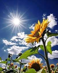 Can a rose be as beautiful as a sunflower? Good Morning Reactors Have A Good Day M E M E Ko à¤¦ à¤¨ à¤¯ Facebook