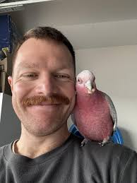 Galah with unhealthy beak found in Bentleigh East