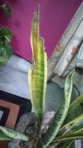 Why is my snake plant dying? What Is Wrong With My Mother In Law S Tongue Snake Plant Gardening Landscaping Stack Exchange