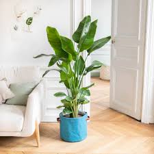 Strelitzia Nicolai Pflanzen Bestellen Verschicken Bergamotte In 2020 Lidl Blumen Pflanzen Bestellen Pflanzen