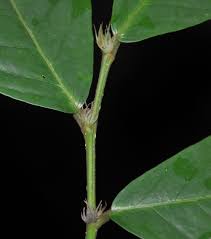 Image result for Antidesma vogelianum