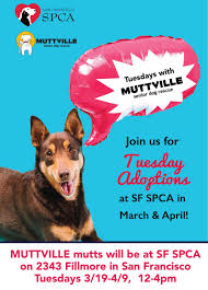 Spca singapore will be welcoming you again from march 1 2021 onwards. Tuesdays With Muttville Senior Dog Adoptions At Sf Spca Fillmore Campus Grouchy Puppy Blog