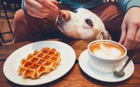 Selection of dog treats was off the hook. Dog Friendly Restaurants In Dubai Palm Bay Samakje More Mybayut