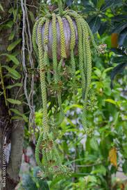 Image result for Monadenium lugardiae