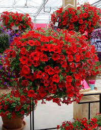 It is known as busy lizzie that features brightly colored flowers. Surfinia Early Trailing Red The No 1 Petunia Brand Colors Your City