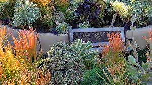 Try thompson's or brakelights red yucca for landscape impact. 5 Ways To Design With Succulents