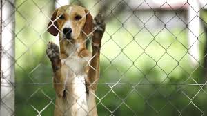 Jul 13, 2021 · but let's be honest here, without a fence you're not going to be able to keep 100% of the animals out of your garden. How To Build A Garden Fence To Keep Animals Out