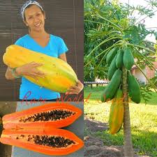 Image result for Carica papaya