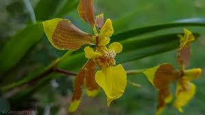 Image result for Ozoroa longipes