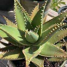 Image result for Aloe plowesii