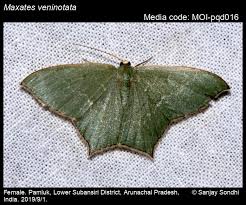 Image result for Mohria vestita