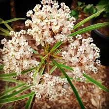 Asclepias Fascicularis Native Narrow Leaved Milkweed Asclepias Native Plants Milkweed