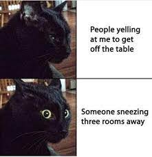 71 Funny Memes For You To Steal And Send To Your Friends Cat Quotes Funny Funny Cat Memes Funny Animals