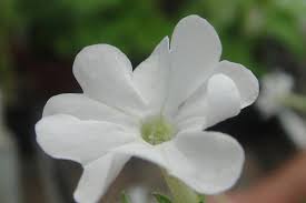 Image result for Crepidorhopalon droseroides