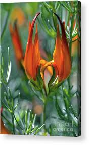 Image result for Lotus berthelotii