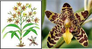 Image result for Platycoryne protearum