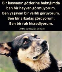 Aynur Bykm Adli Kullanicinin Candostlarimiz Panosundaki Pin Hayvan Hayvan Haklari Hayvanlar