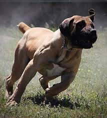 Puppies available for sale in texas from top breeders and individuals. Boerboel Texas Boerboel Breeder Boerboel Puppies Boerboel African Boerboel Giant Dog Breeds