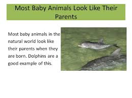 Life Cycle - How Babies Resemble/Do Not Resemble Their Parents By Lee'S  Goodies