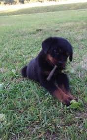 Последние твиты от rottweiler puppies (@rottpups). Rottweiler Puppy For Sale In Scotland Neck Nc Adn 33478 On Puppyfinder Com Gender F Rottweiler Puppies For Sale Rottweiler Puppies German Rottweiler Puppies