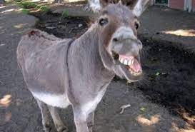 صور حمار يضحك حمار يضحك بعد انقاذه صور جميلة