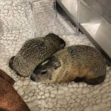 They are also one of the 14 species of marmot, or ground squirrels. Groundhogs And Beavers Wildlife Medical Clinic At Illinois