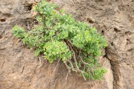 Image result for Capparis cartilaginea