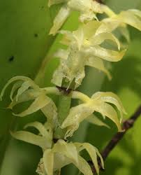 Image result for Diaphananthe