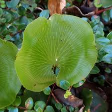 Image result for Hymenophyllum capillare