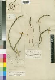 Image result for Tridactyle tridentata