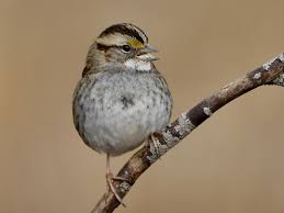 As a protected species, it's of course illegal to keep it as. White Throated Sparrow Ebird