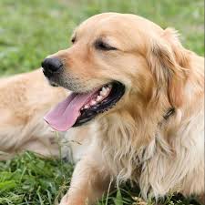 Picking a puppy from a litter and some of the insights we learned that may help you in your search for your puppy companion and must nopt be taken if you need to catch up, check out our first post on the matter here. How To Pick A Golden Retriever Puppy From The Litter 6 Helpful Tips Golden Hearts
