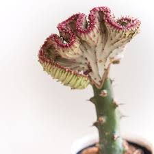 Another reason is to replace an the scion should be firmly attached to the rootstock and you have a newly grafted cactus plant. How Do I Care For My Coral Cactus Lazy Flora