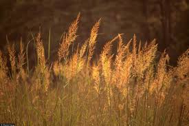 Image result for Sorghastrum