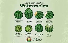 A creamy yellow spot on the watermelon's underside is a good sign of ripeness. How To Pick A Perfect Watermelon Eagle Eye Produce