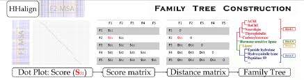 Flow Chart Of Family Tree Construction Alignments Of