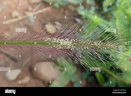 Image result for Perotis patens