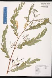 Image result for Sesbania sericea