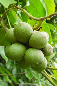 Image result for Artabotrys