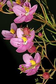 Image result for Chironia