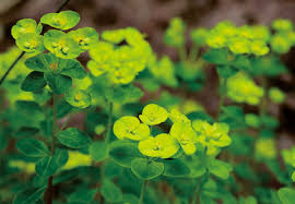 Image result for Euphorbiaceae