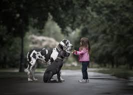 Children Buyuk Kopekler Kopek Resim