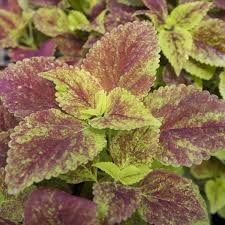 Image result for Coleus autranii