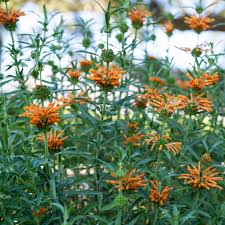 Image result for Leonotis decadonta