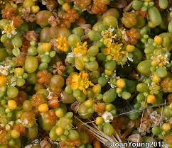 Image result for Zygophyllum simplex