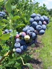 Abdalla, university of maine cooperative extension service, orono, me 04469. How Do I Grow Blueberries North Carolina Cooperative Extension