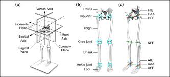 The back supports the weight of the body, allowing for flexible movement while protecting vital organs and nerve structures. Human Body Anatomy Definition And Skeleton Structure Diagram A Human Download Scientific Diagram